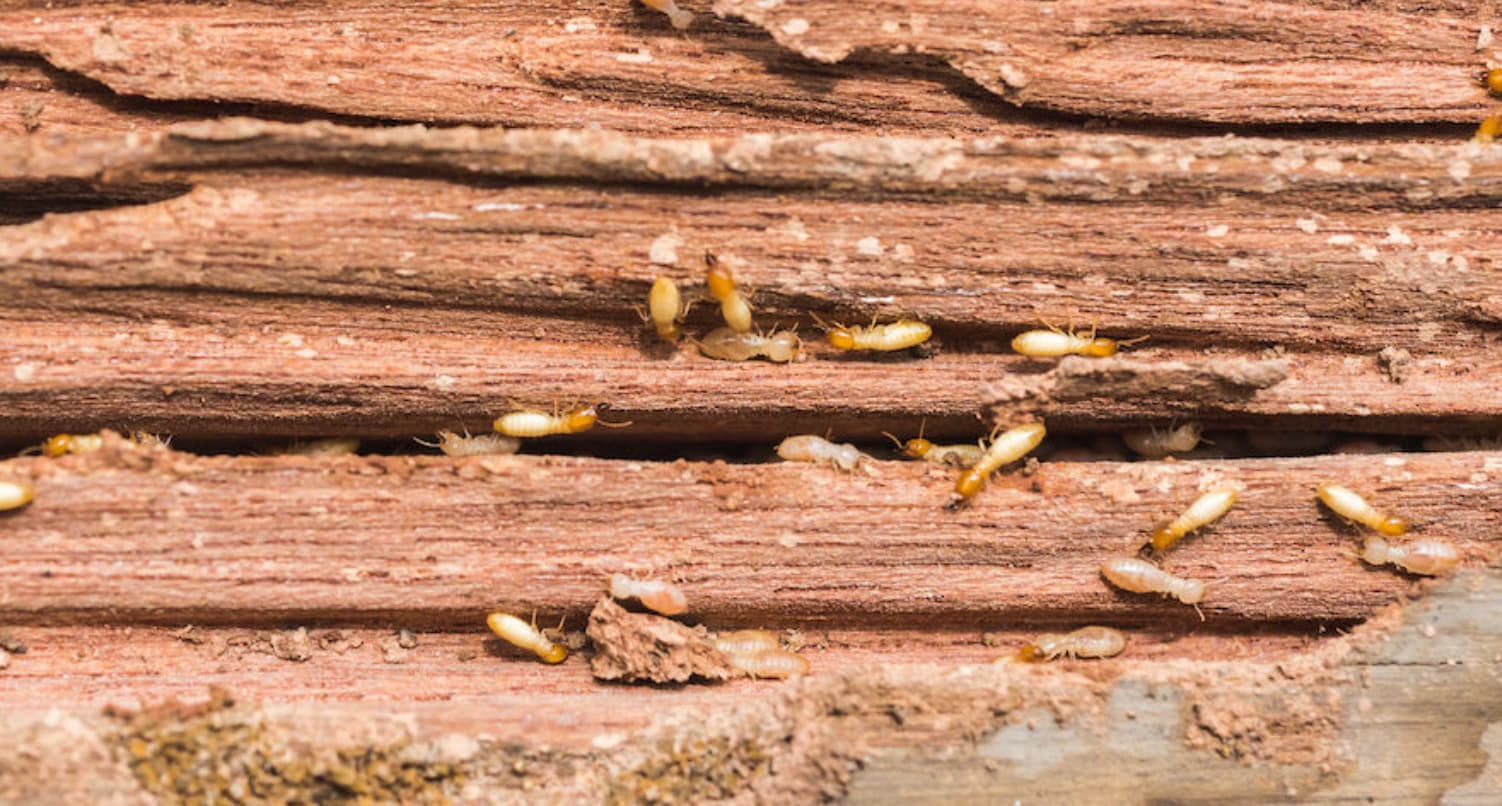 termite wood damage